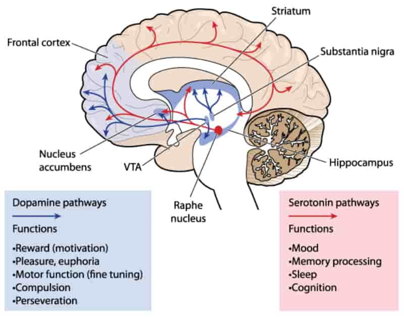 Is Dopamine a Neurotransmitter? - SCALAR LIGHT