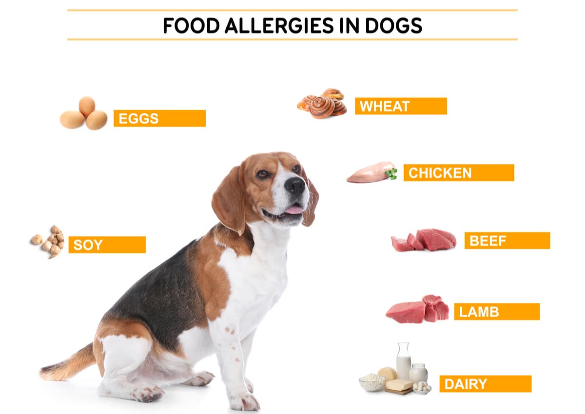 Dog Skin Allergies - Signs and Symptoms - SCALAR LIGHT